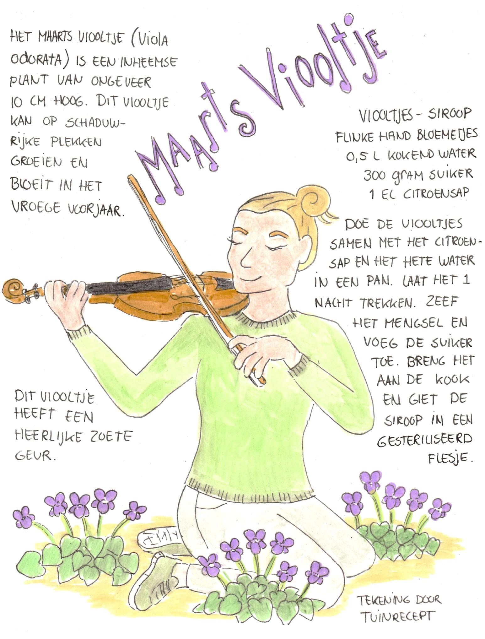 recept voor het gebruik van maarts viooltje