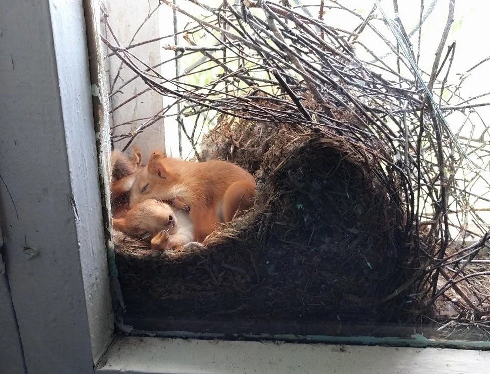 Hoe ziet een eekhoorn nest eruit