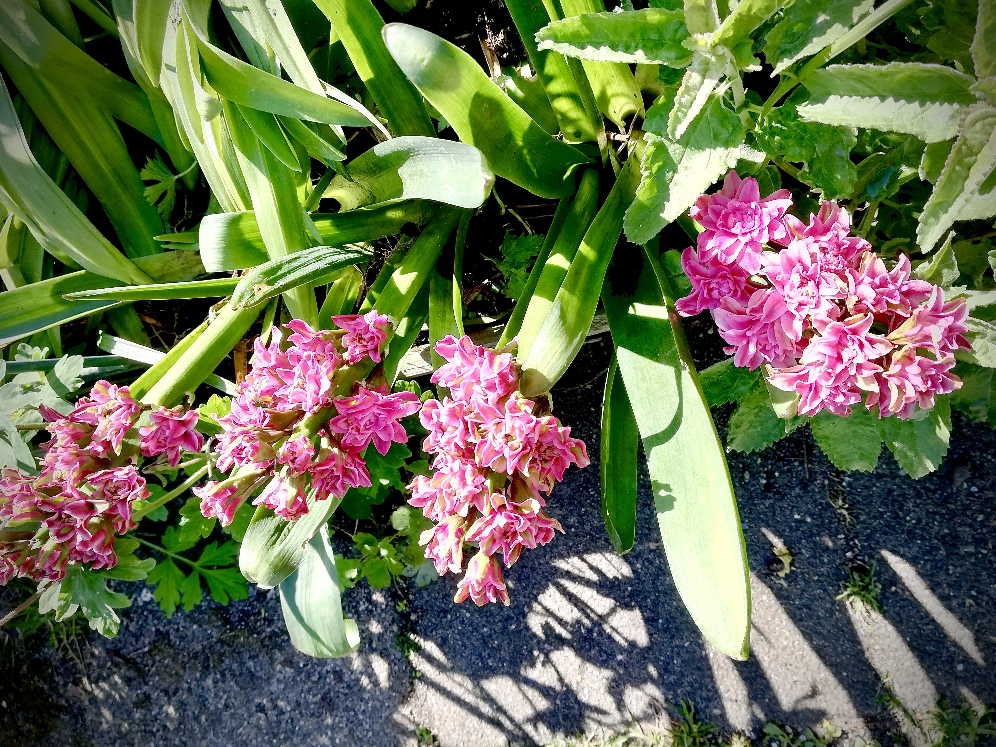 Dubbele-hyacint-wegwerp-planten