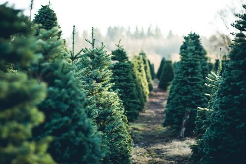onderpand doorgaan met bezoeker Kerstbomen bezorgen Brabant