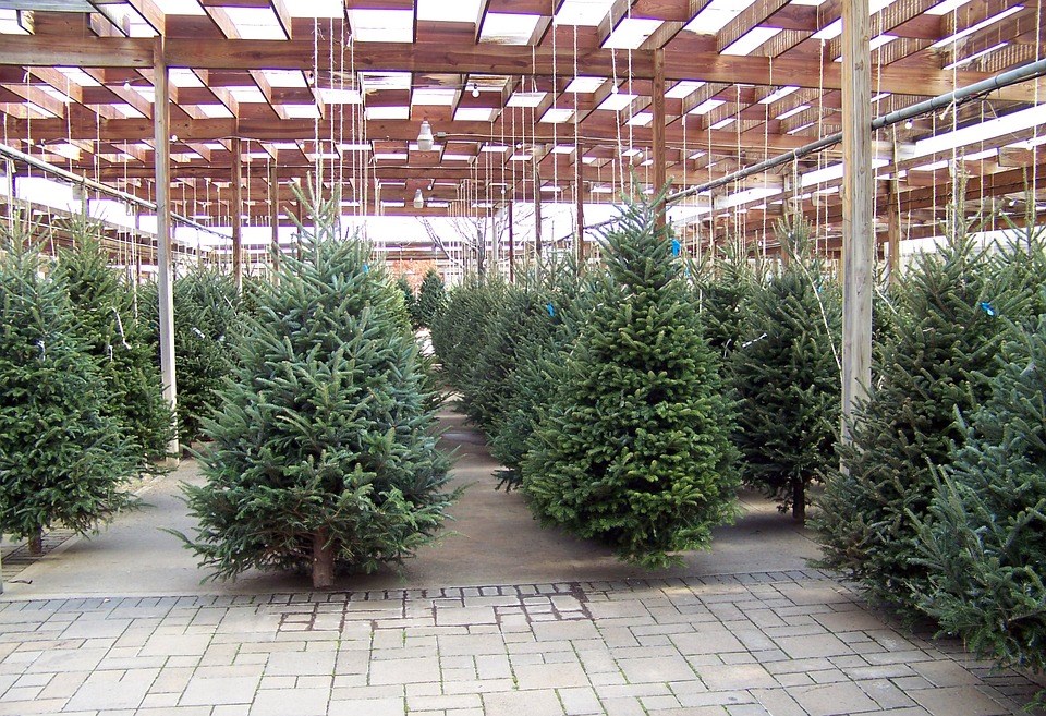 kennis zeemijl Schouderophalend Tuincentrum Friesland verkoop kerstbomen