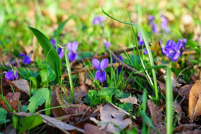 maarts viooltje blauwe bodembedekker lentebloeier voorjaarstuin