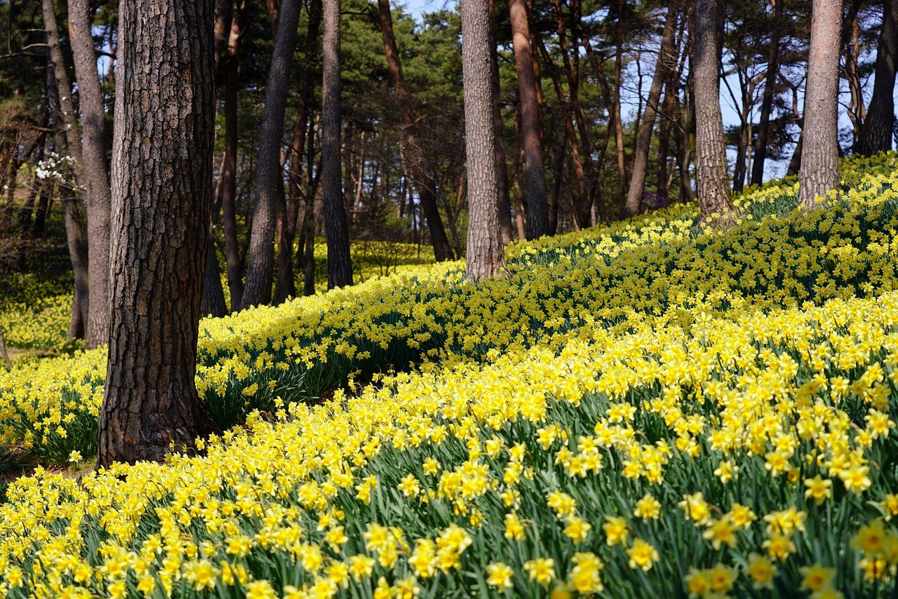 Narcis bloembollen planten voor verwildering 