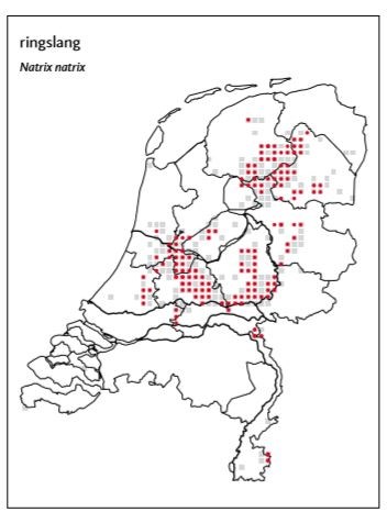 Waar-leeft-de-ringslang-in-nederland