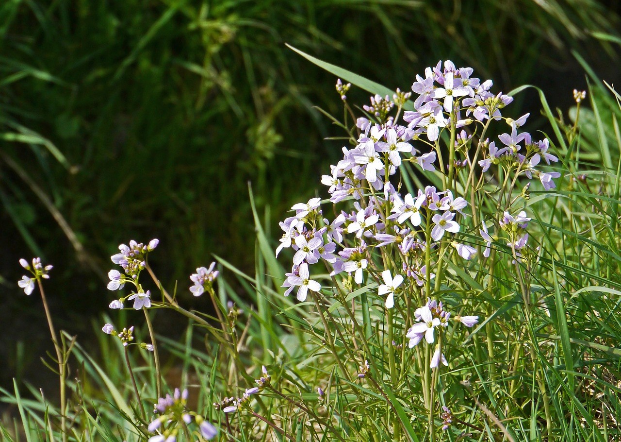 wilde-planten-boeket-vroege-voorjaar-bloemen-natuur