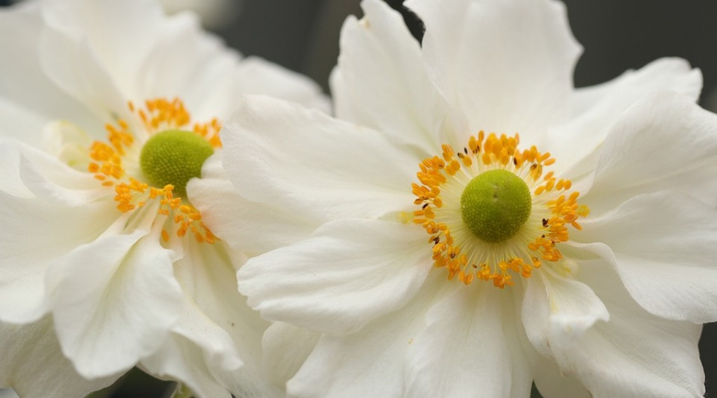 Afbeelding bij Herfstanemoon hybrida. &#039;Whirlwind&#039;