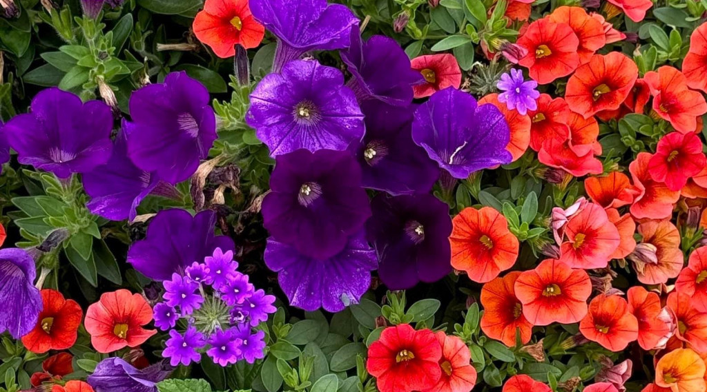 Afbeelding bij Surfinia’s in potten bloeien tot in het najaar