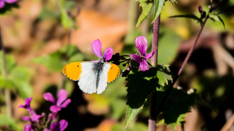 aurora-falter-vlinderplanten-met-veel-nectar-stuifmeel-voor-inheemse-vlindersoorten