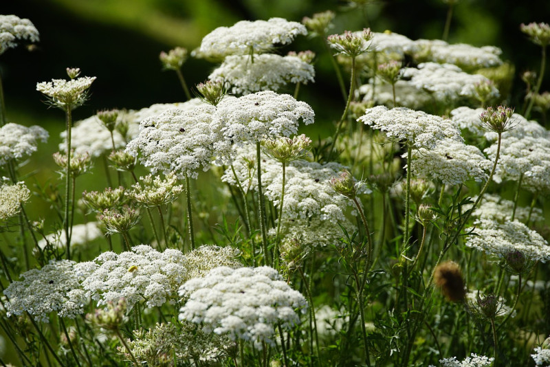 daucus-koninginnepage-schermbloemen-wit-inheems-vlinderplant