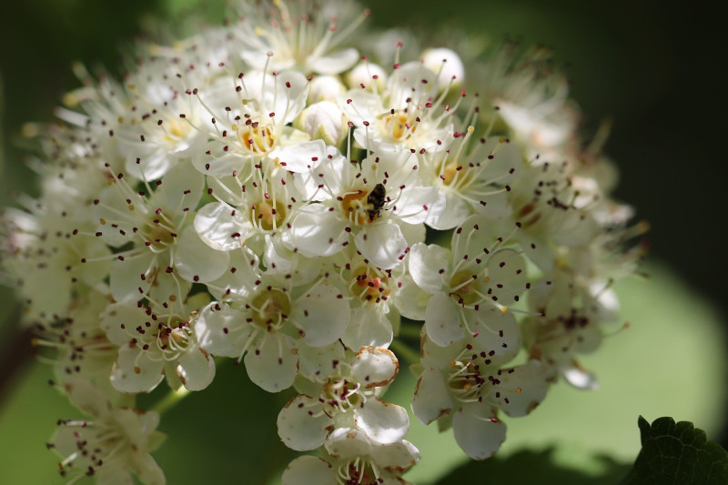 hawthorn-meidoorn-witte-bloemen-vlinderstruik-boom