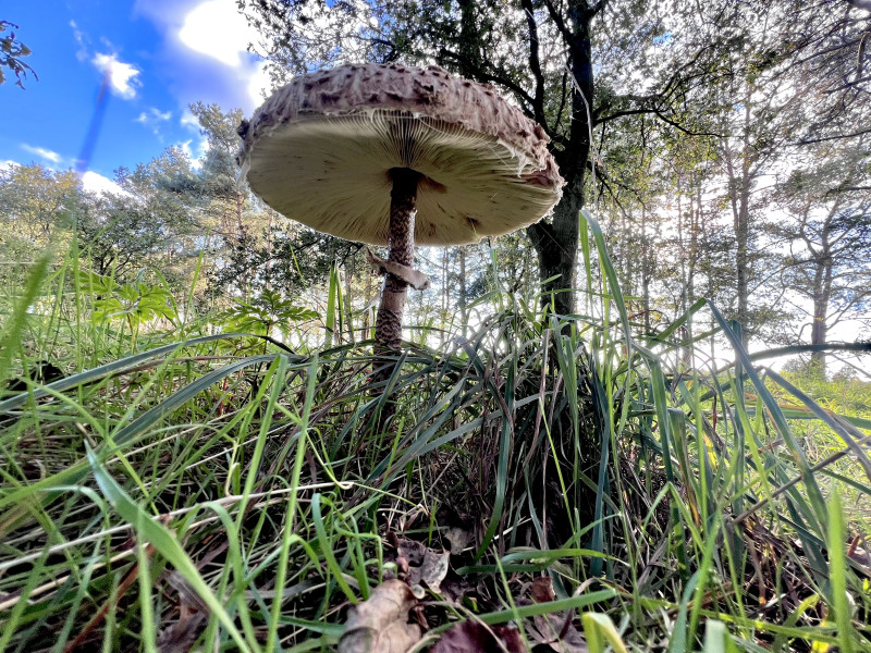 Grote paddenstoel - eetbare paddestoel - smaak van wilde paddestoelen