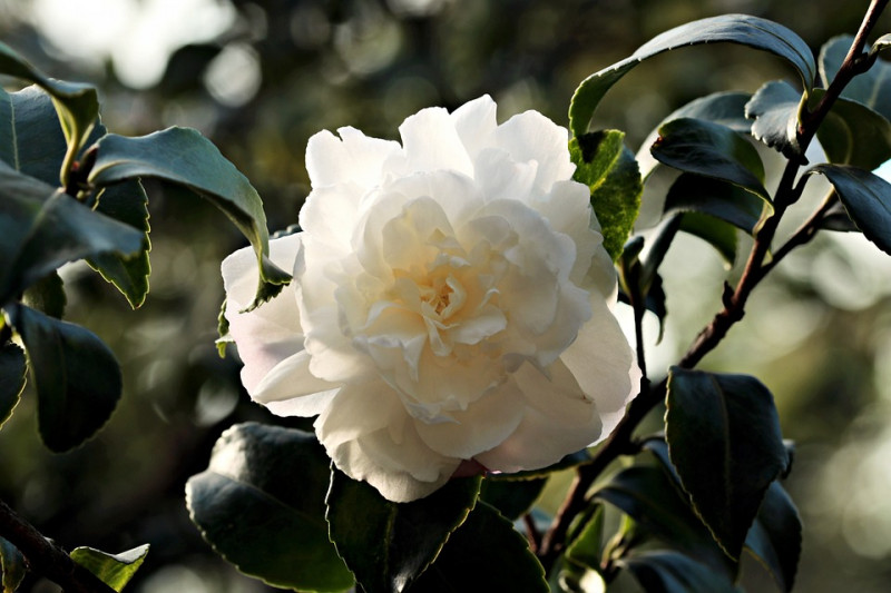 camellia-camelia-verzorging-onderhoud-grote-kleine-struiken-met-dubbele-enkele-bloemen-soorten-kleuren