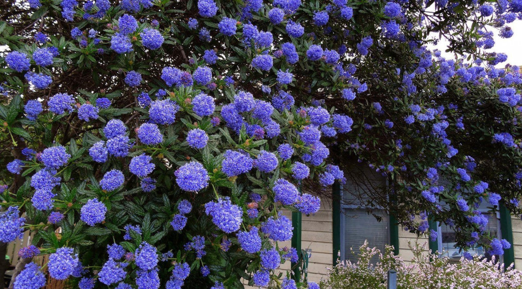 Afbeelding bij Ceanothus 'Italian Skies'  | sierheester met azuurblauwe bloemen