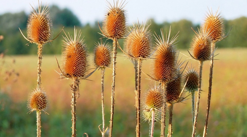 Afbeelding bij Grote Kaardebol - Dipsacus fullonum