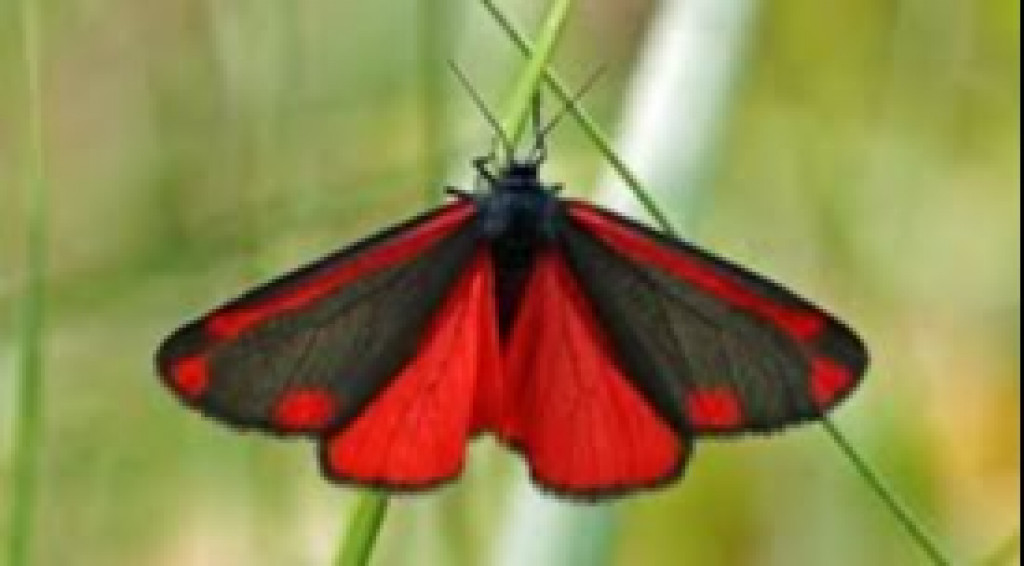 Afbeelding bij De dag actieve nachtvlinder.