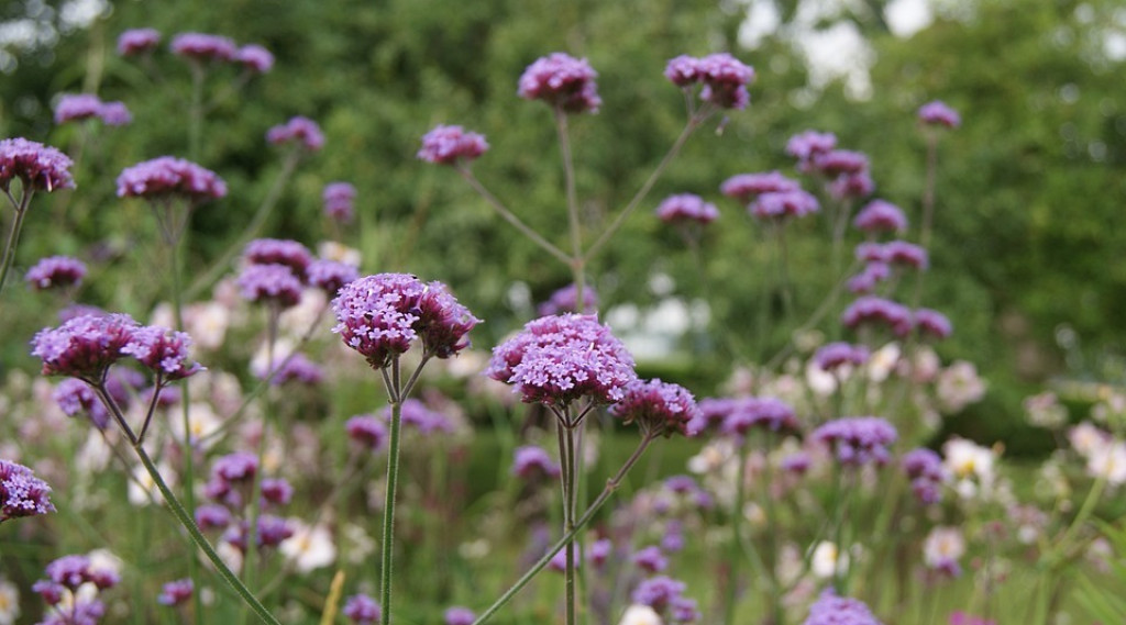Afbeelding bij IJzerhard - Verbena bonariensis