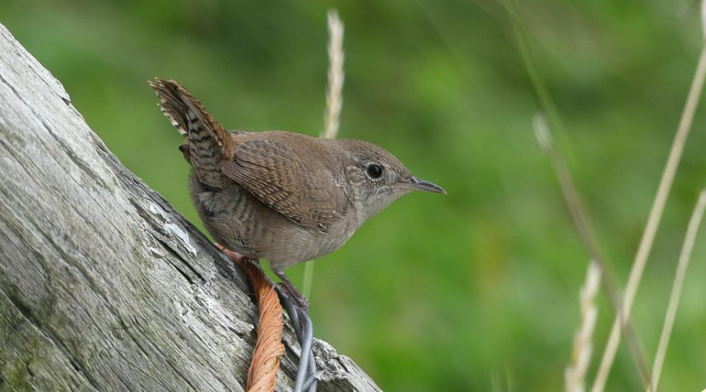 Afbeelding bij Het winterkoninkje