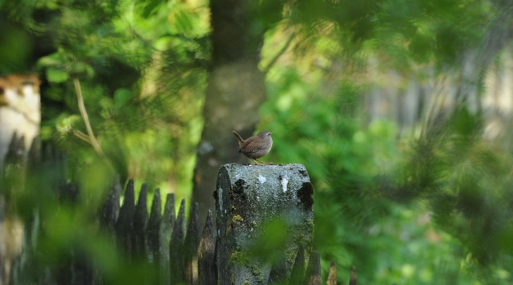 Afbeelding bij Het winterkoninkje