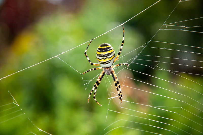 Tijgerspin-webben-zigzag-motief-in-web-gespannen