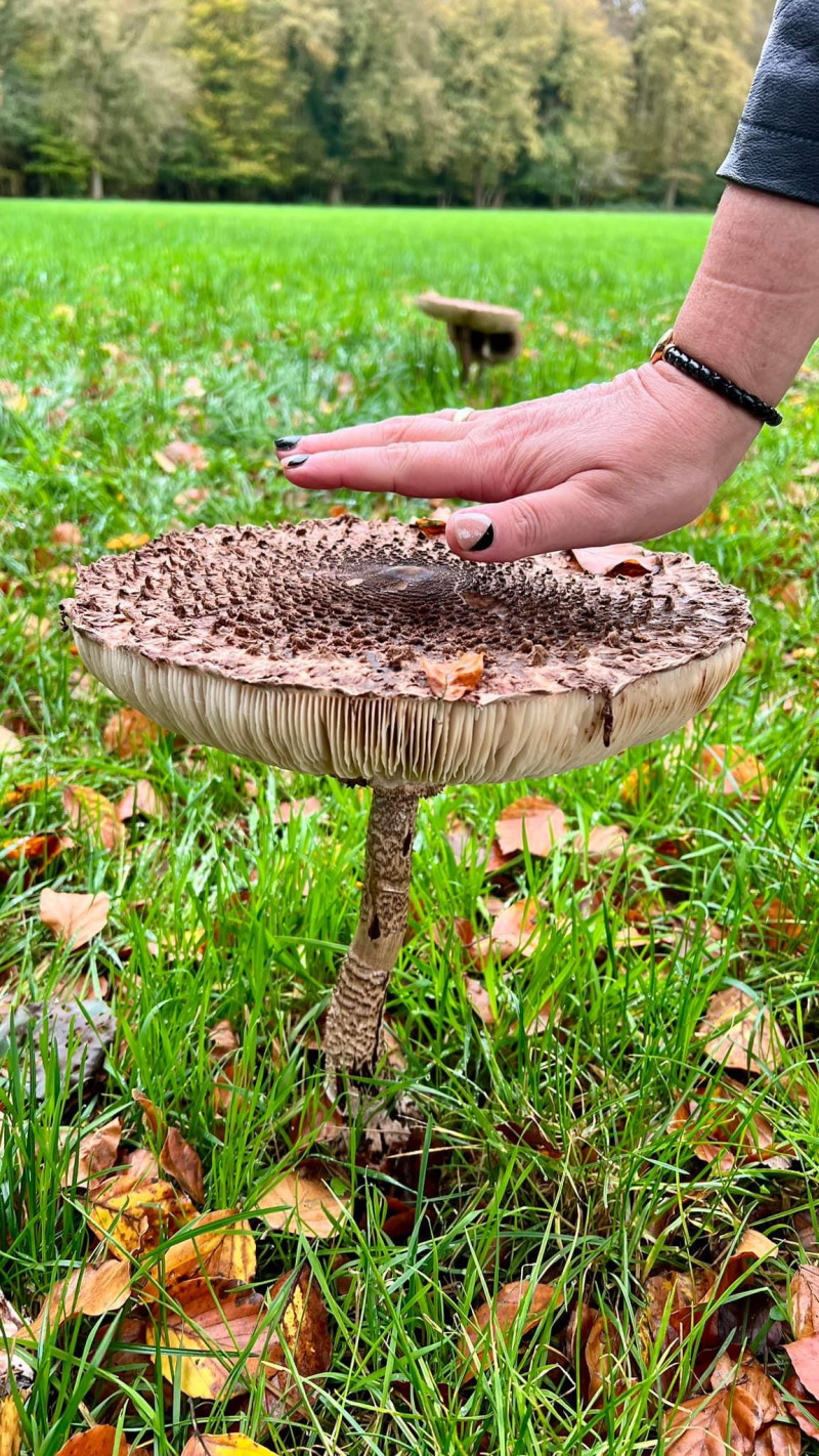 Parasolzwam-grote-paddenstoel-nederland-belgie