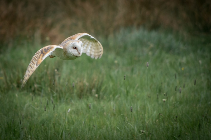 kerkuilen-locaties-in-nederland-leefgebied-fotografie-hotspots-nestplaatsen-prooien