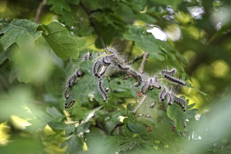 verschil-eikenprocessierups-spinselmot