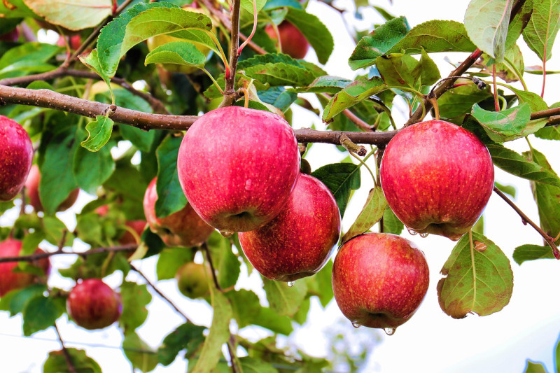 Natuurlijke-biologische-bestrijdingsmiddelen-appelbloedluis-wollige-witte-aantasting-fruitbomen