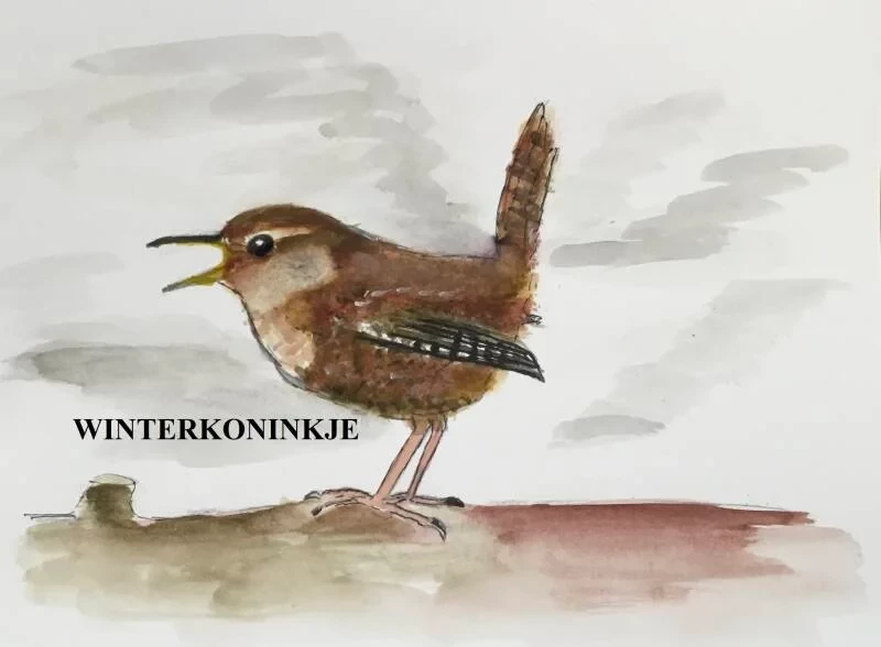 Zangvogels-klein-vogeltje-vogel-tekening-jaap-kranenborg