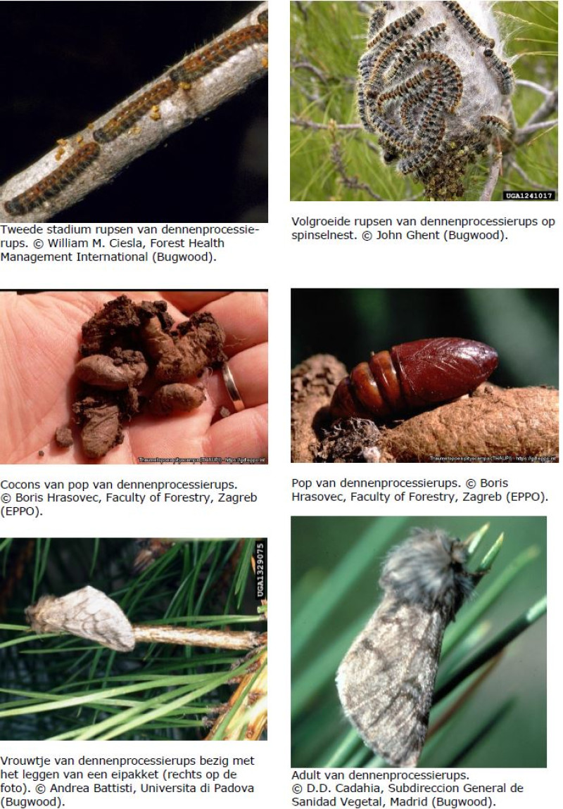 levenscyclus-van-de-dennenprocessierups-die-eitjes-rupsen-en-vlinders-toont.