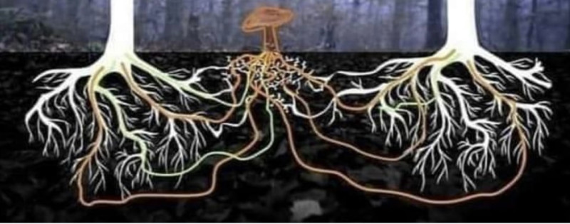 mycelium-ecosystemen-schimmelnetwerk-bomen-planten