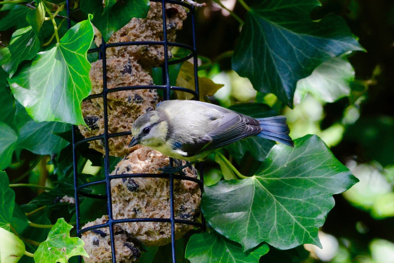 Biologisch-vogelvoer-strooivoer-voederplank-vogelbescherming-welkoop