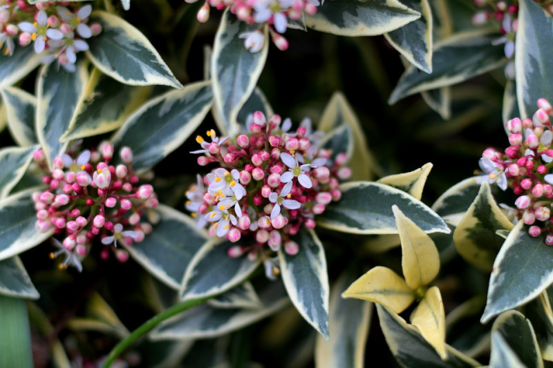 skimmia-japonica-magic-marlot-bladhoudende-vaste-plant