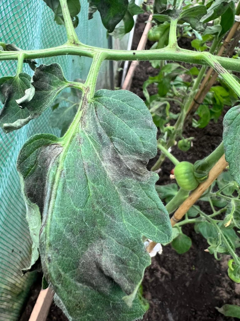 Schimmelziekte,bladeren,tomatenplanten