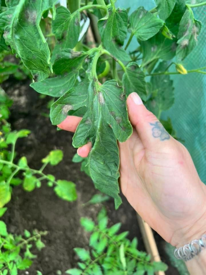 Schimmelziekte-Phytophthor-herkennen-bladeren-tomaten