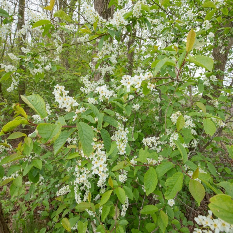 rhamnus-frangula-drachtbomen-voor-insecten-wilde-bijen-voorjaar-nectar-stuifmeel-