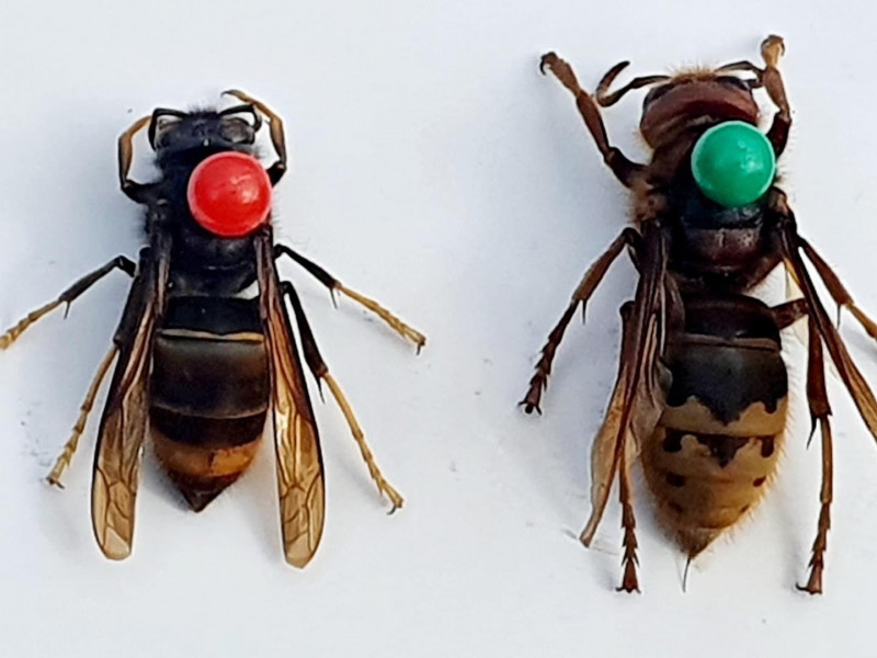 hoe-ziet-de-hoornaar-eruit-aziatische-en-europese-vergelijking-verschillen