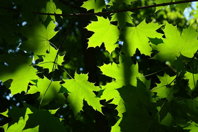 bladeren-esdoorn-groot-ingesneden-honingdauw-esdoornbladeren-herfstverkleuringen-bladrand-loofboom-bladverliezend