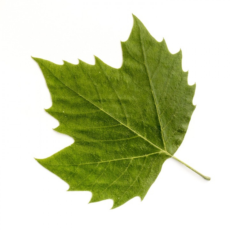 bladeren-plataan-herkennen-vorm-behaard-dons-bladvlekkenziekte-ingesneden-allergische-reactie-informatie-over-bomen-natuureducatie-bomen-educatie