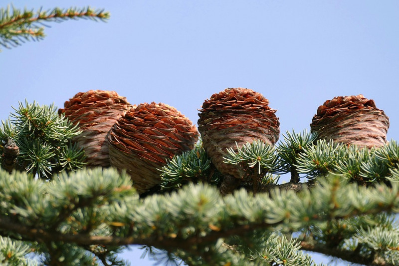 cedar-ceder-bomen-soorten-naaldbomen-bladeren-herkennen-grote-boomsoorten-determineren
