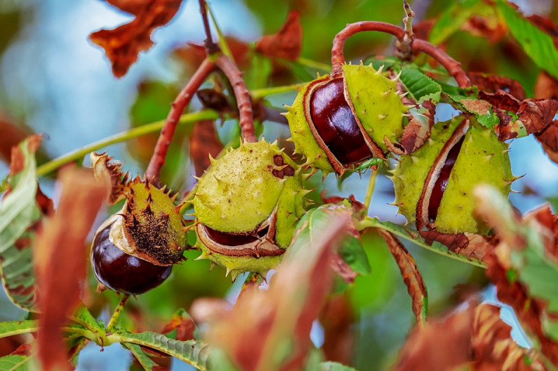 chestnut-kastanjes-herfst-kastanje-vruchten
