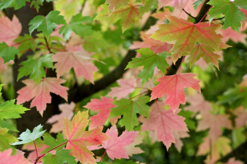 esdoorn-acer-bladeren-die-rood-verkleuren-herfstverkleuring-loofbomen-met-geel-oranje-kleuren