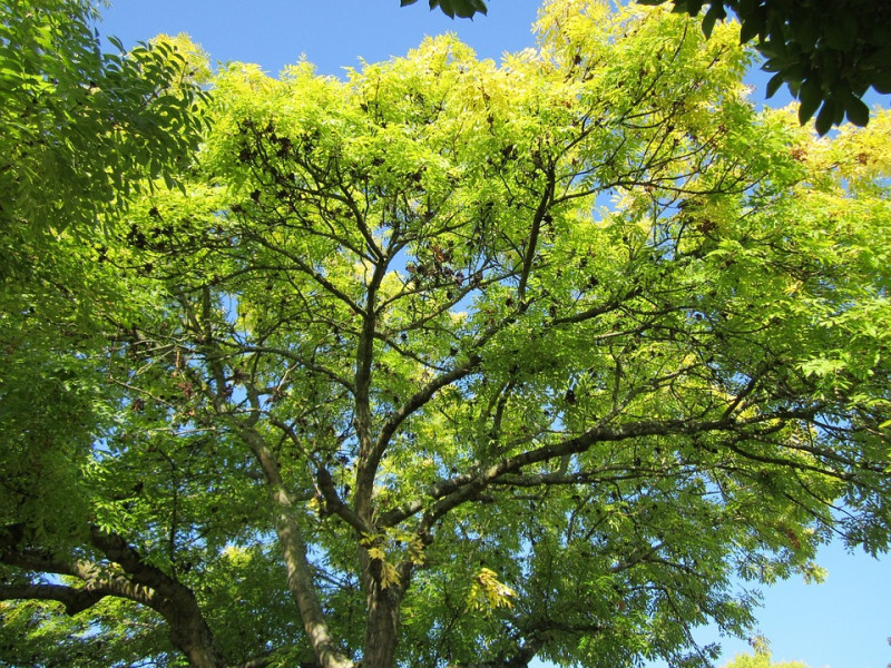 verschillende-soorten-bomenfraxinus-excelsior-europese-gewone-boom-verschil-es-esdoorn-herkennen-zwart-gekleurde-knoppen-glade-grove-twijgen-takken