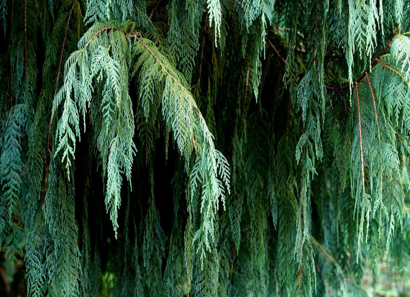 leaves-Bladeren-Cupressus-Funebris-cypres-cypressen-coniferen-recht-te-zien-frankrijk-spanje-portugal-wel-soort-herkennen
