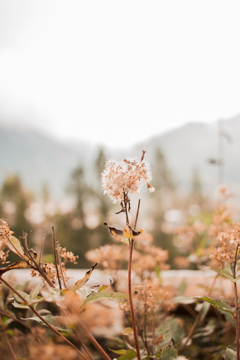 Zaaien inheems - tijdstip - herfst - zaai zaden inheemse bloemen