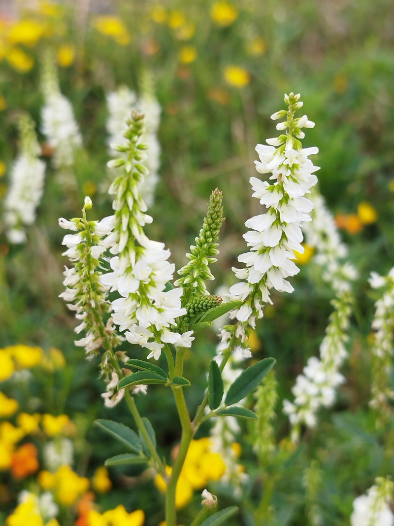 Witbloeiende inheemse vaste planten