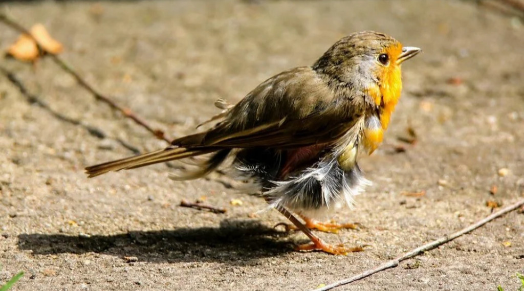 Afbeelding bij Vogels houden hun snavel