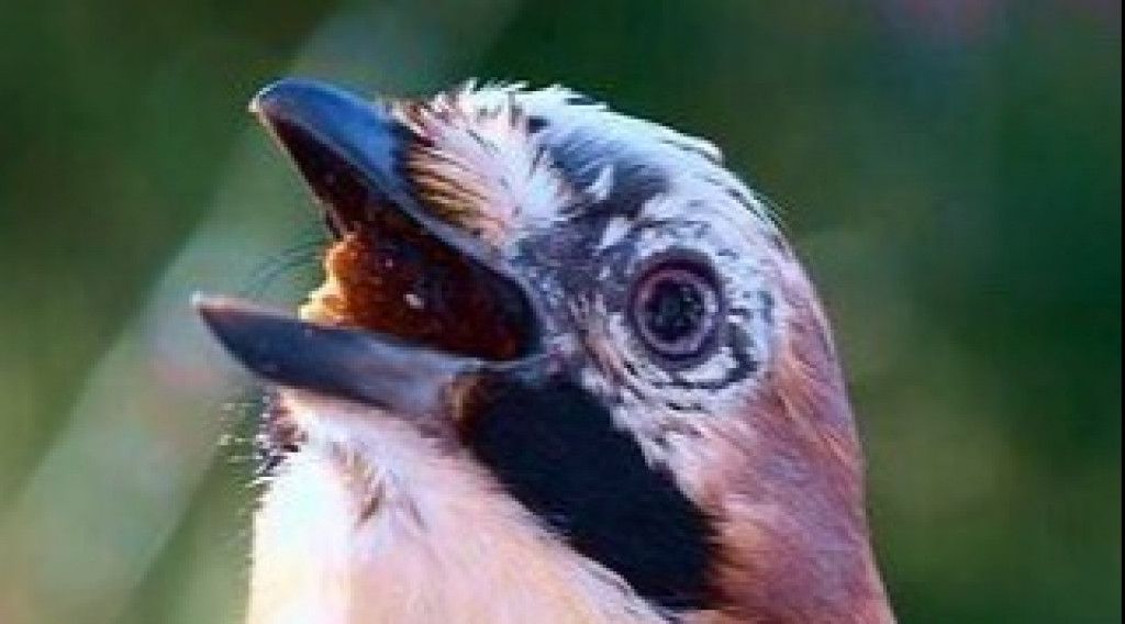 Afbeelding bij Wat een eikels!