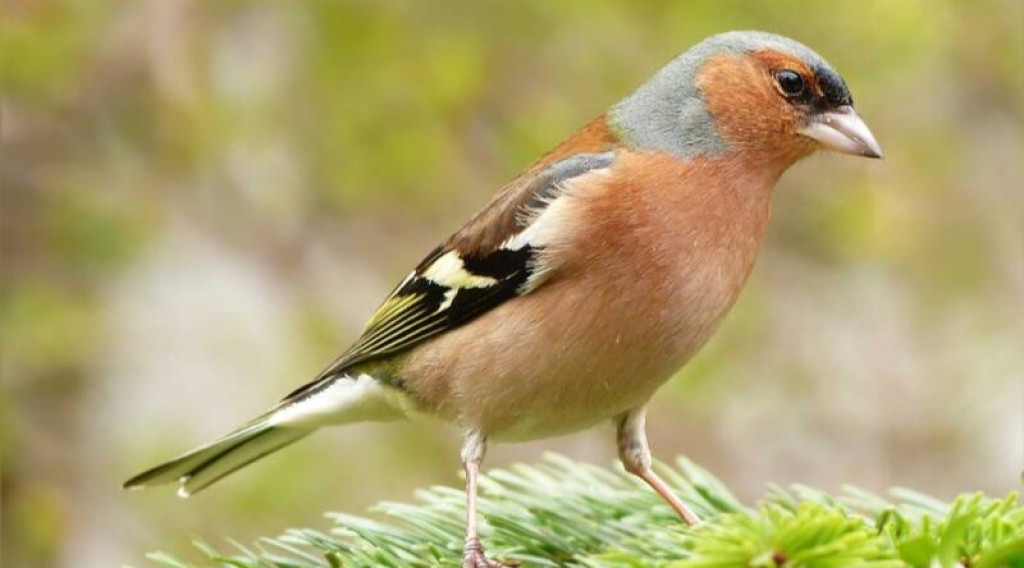 Afbeelding bij De Vogel Achter Het Vinkje