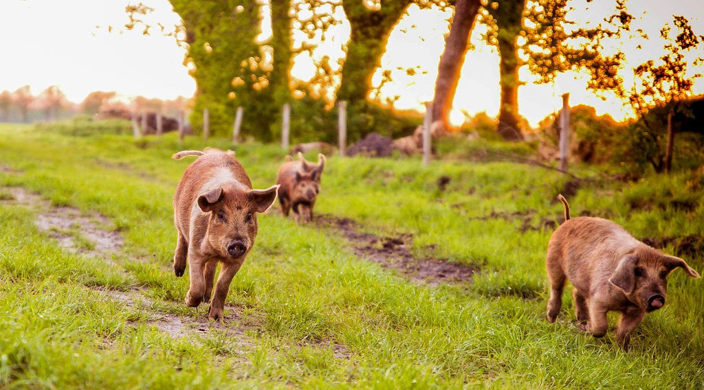 Afbeelding bij Akkervarkens voor natuurlijk onderhoud en bestrijding moeilijk beheersbare onkruidsoorten.