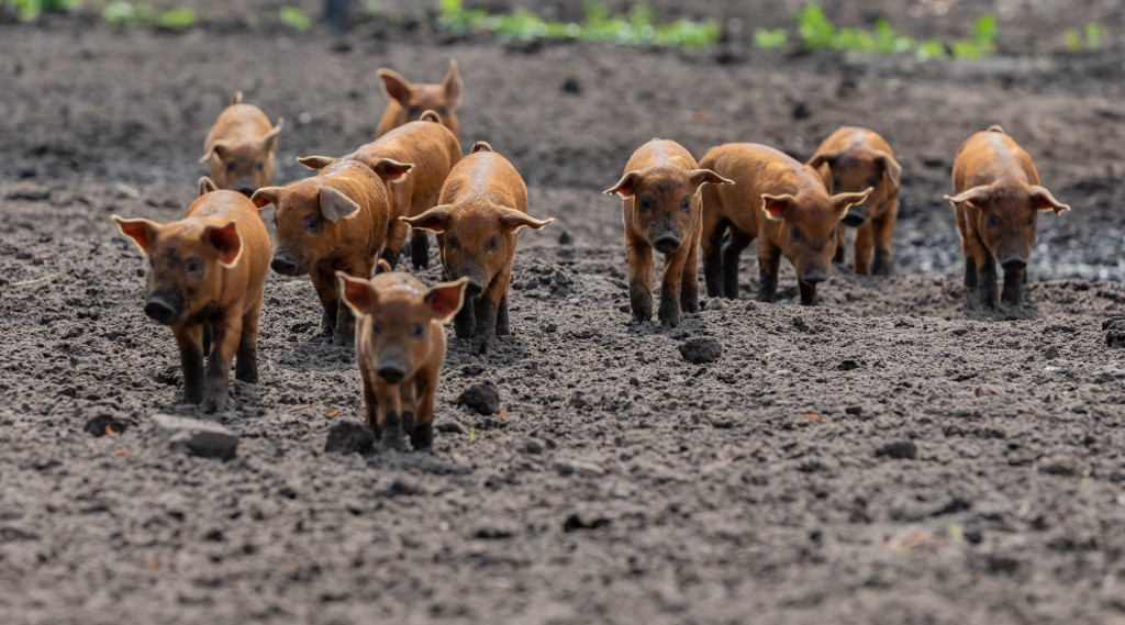 Afbeelding bij Akkervarkens voor natuurlijk onderhoud en bestrijding moeilijk beheersbare onkruidsoorten.